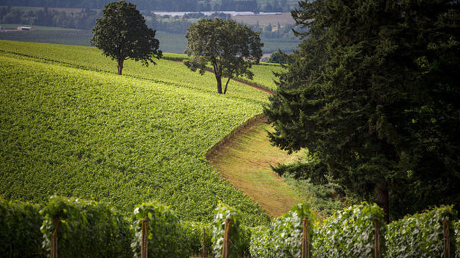 Vineyard at Domaine Serene