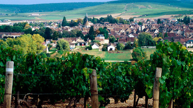 Burgundy Vineyard