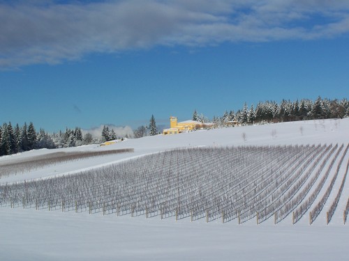 Snowy wine vineyard