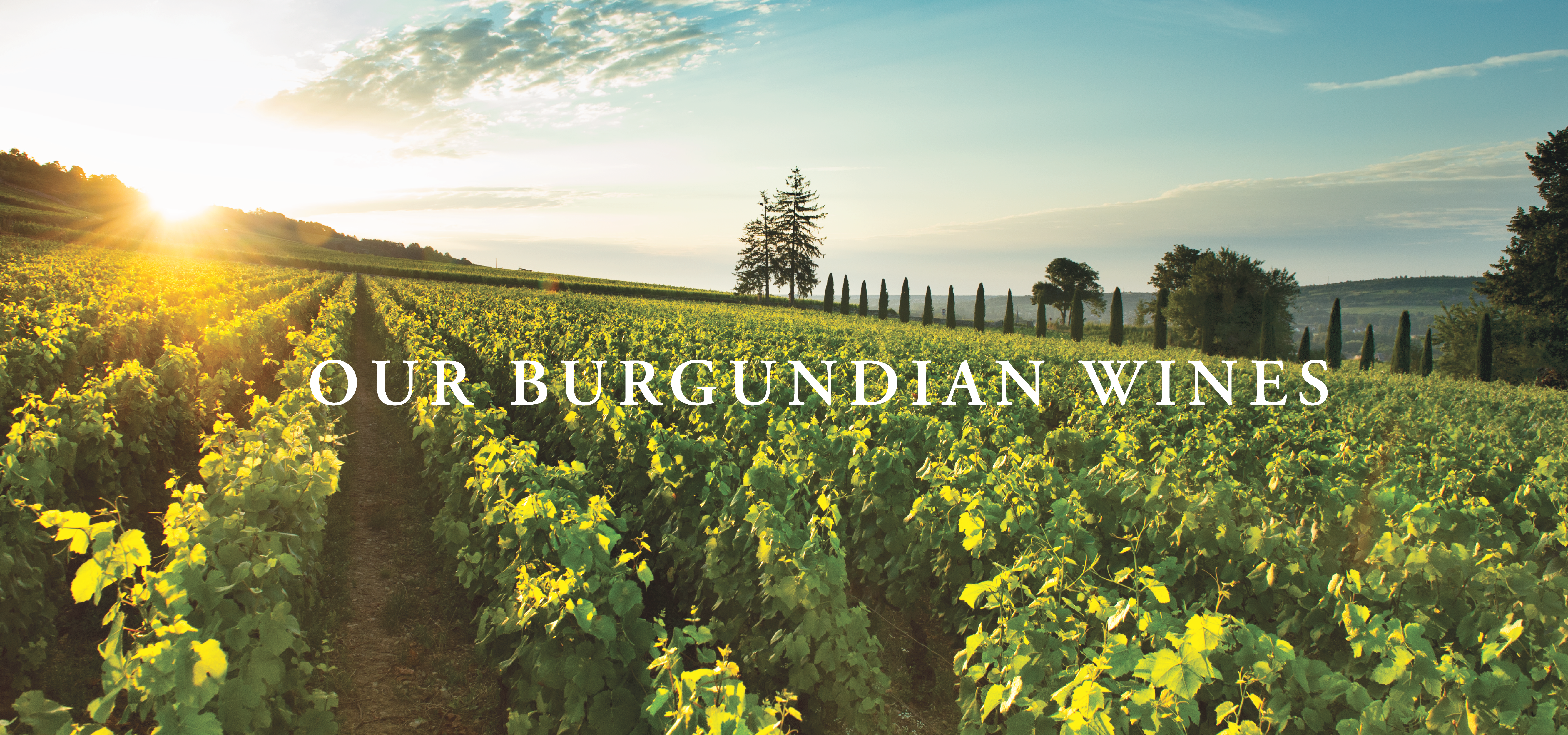 Our Burgundian Wines